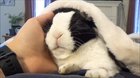 The bunny wasn't expecting that (link in the comments)