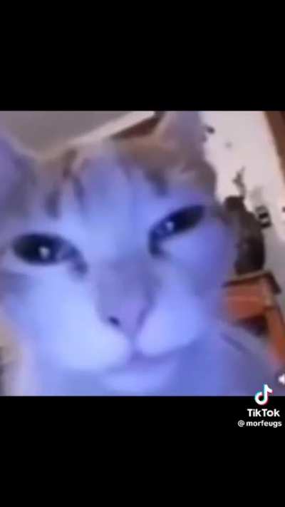 2:30 Minute Cat