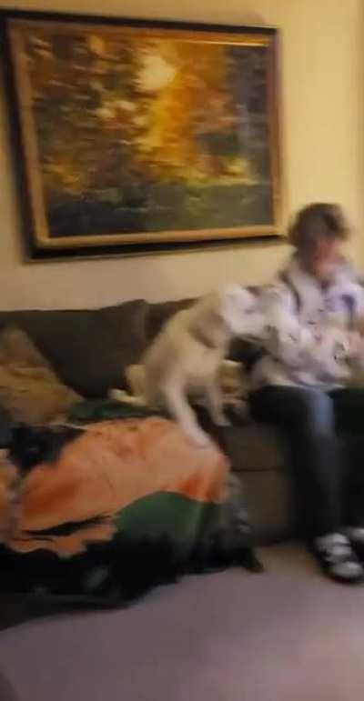 What is the dog doing?