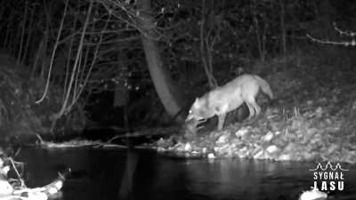 A European wolf kills an invasive raccoon