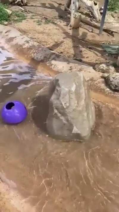 Под лежачий камен<wbr>ь... Oh shi~