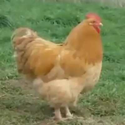 If this gets 2 orange pointy mushrooms ill send this to my crush