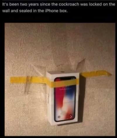 Cockroach