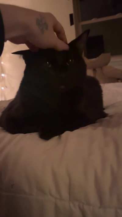 Cat-sitting for my brother, please ignore the stupid voices.