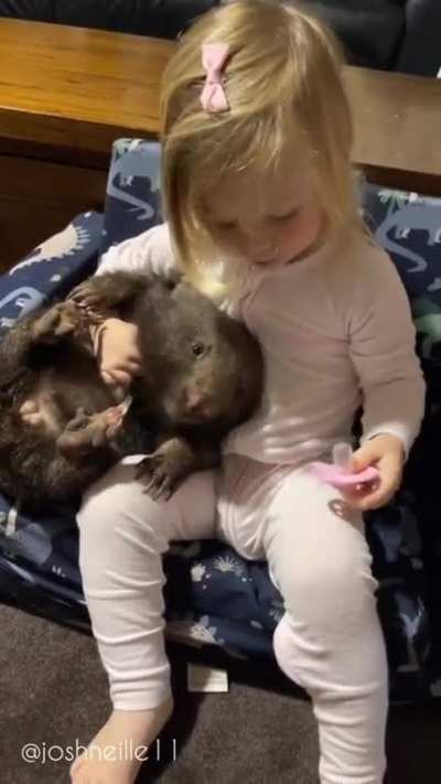 Wombat Reggie's bottle time. I never knew wombats were this docile haha
