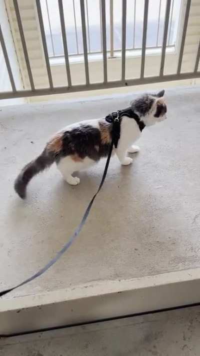 Penny plops a lot