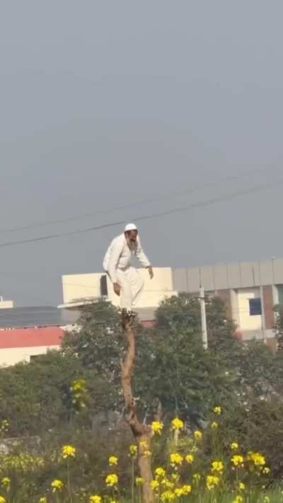 Dancing on top of the tree