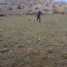 Ruh halim aq