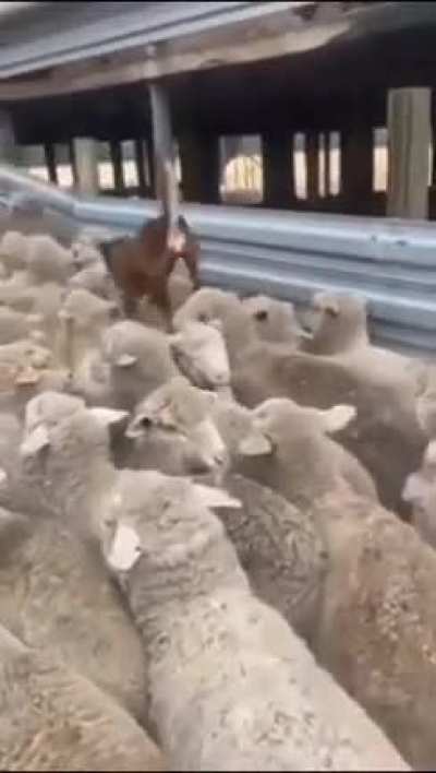 My dog people need me