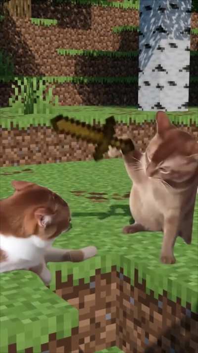 cat pvp