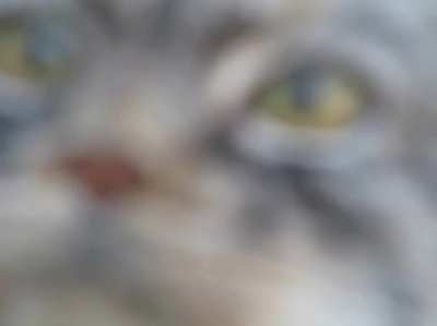 Peek a boo (Caveman Cat)