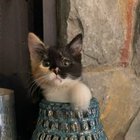 My Kitten Murph