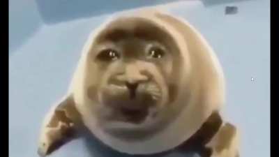 😭seal nooooooooo
