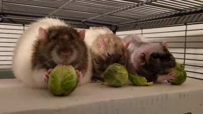 Brussels Sprouts are the perfect size for little hands. They are my oldest boys, Gravy, Mushroom, and Rocky