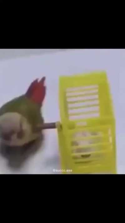 loud warning btw