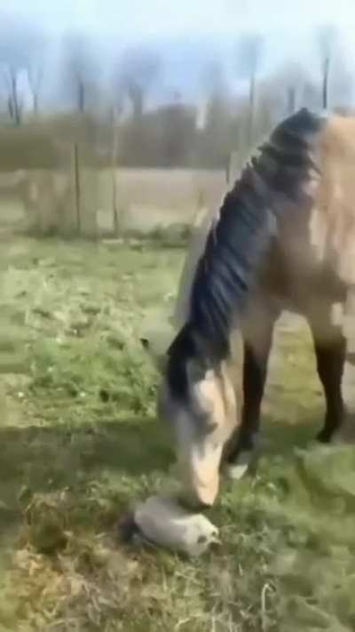 That horse got so scared he spoke in german.