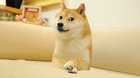 dog,