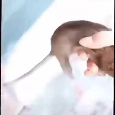 Rat rule
