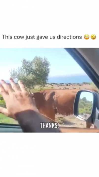 Smart cow