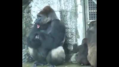 Dad gorilla shows signs of distress being trapped in a zoo and his baby calmed him down with a touch