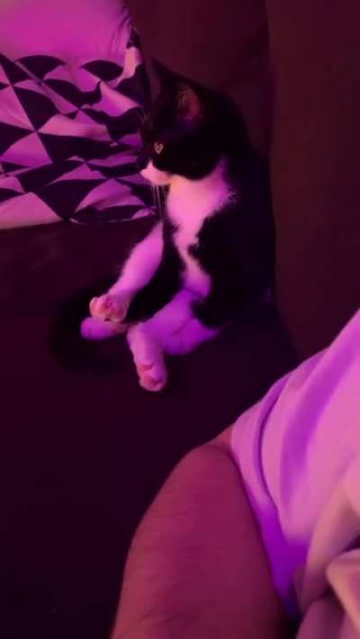 My kitten Tenchu watching a McDonalds ad on tv