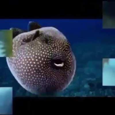Uhu