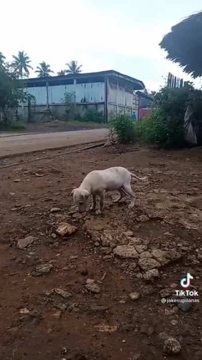 Ctto