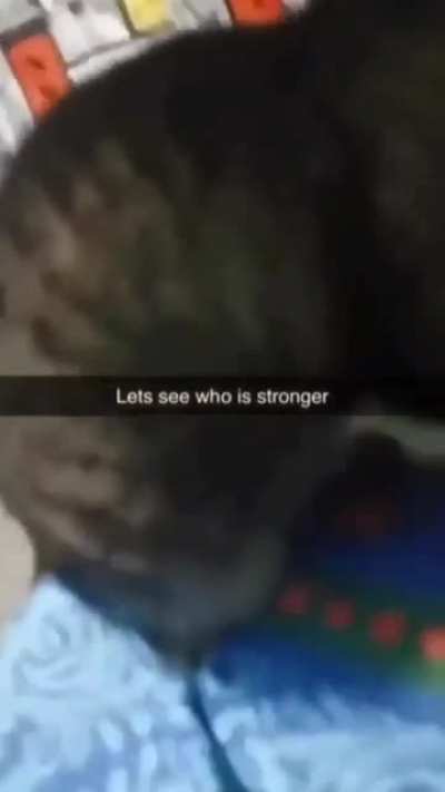 Motivated cat