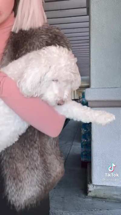 This dog is a tiny dog
