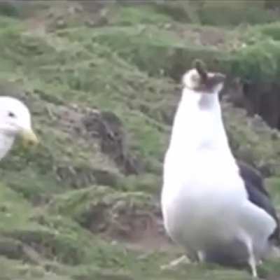 Seagulls do be nightmare fuel tho