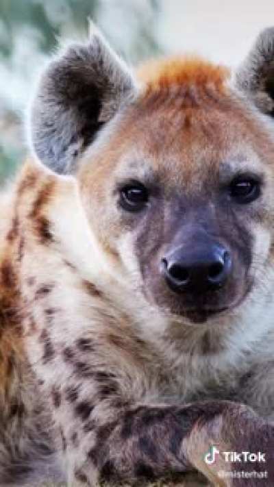 Animals speaking English