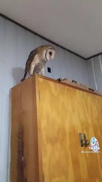 Owl