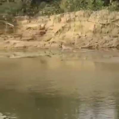 Least Nationalist Imported Kutta in India