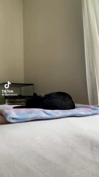 @mperenich tiktok - c a t