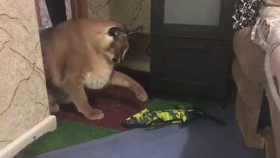 Greggy isn’t a big fan of crocodiles