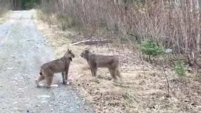 Two Lynx in Ontario have intense conversation.