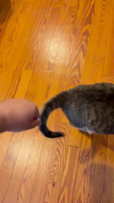 Blind kitty preventing schoolwork