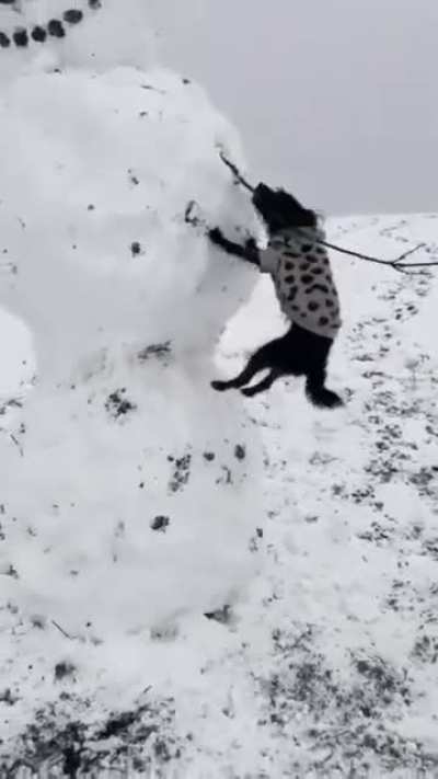 Really wants to play fetch