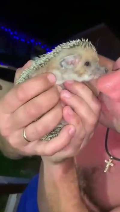 Don't put animals in your face, dummy.