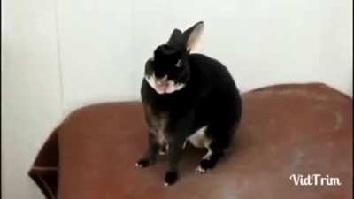 rabbert