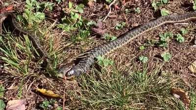 Two snakes fighting over a frog