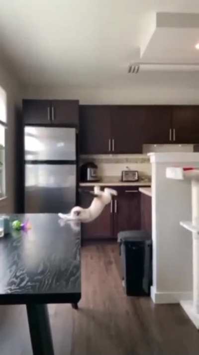 Poor Kitty