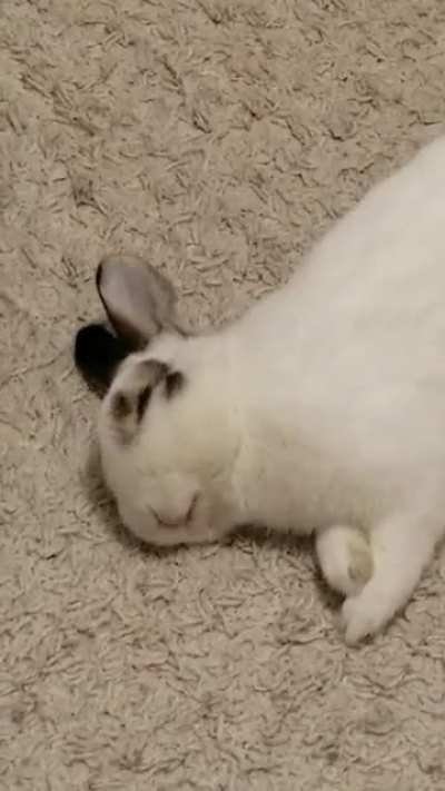 Bun Dreams