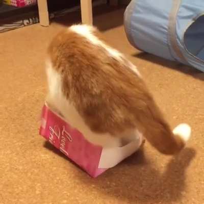 Will he fits?