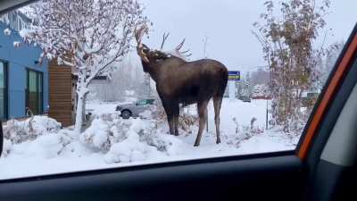 Local snowplow