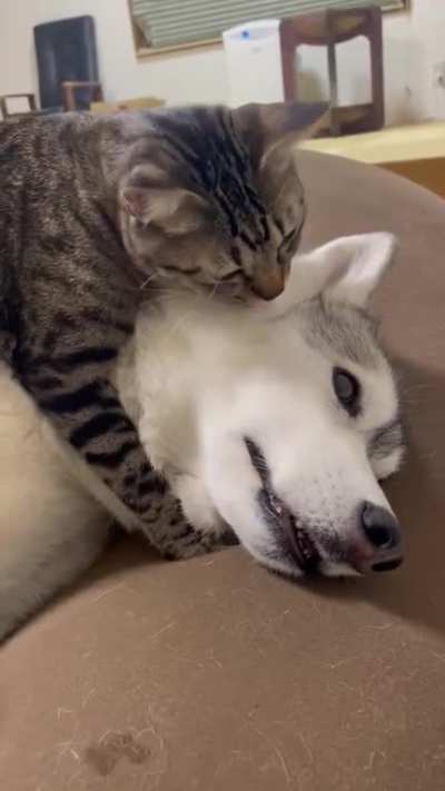 The best of friends