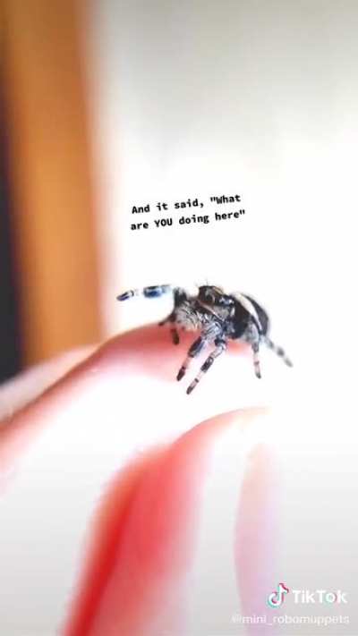 Spooked spider