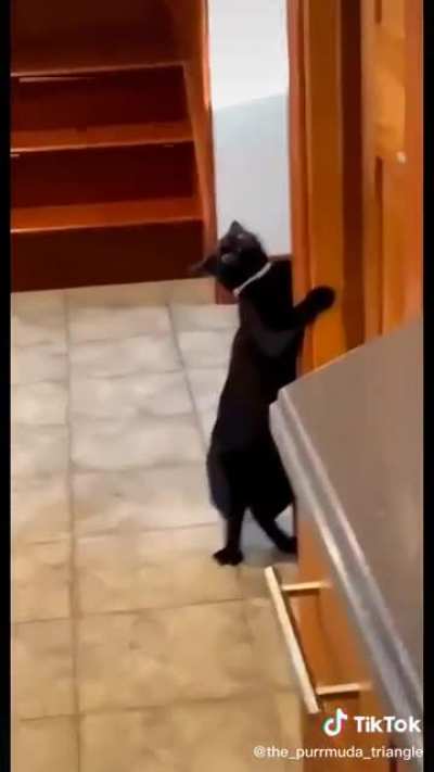 When you order a black panther but what you get is a pink panther