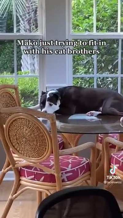 Cat dog