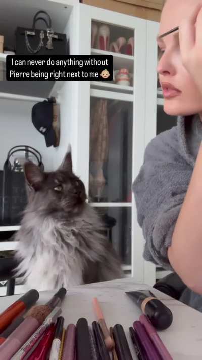 September 2024 Instagram Story video cat